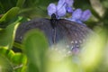 A Pipevine Swallowtail Butterfly Spreads its Wings Royalty Free Stock Photo