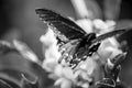 A Pipevine Swallowtail Butterfly Spreads its Wings Royalty Free Stock Photo