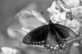 A Pipevine Swallowtail Butterfly Spreads its Wings Royalty Free Stock Photo