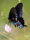 Pipevine Swallowtail in Mexico Royalty Free Stock Photo