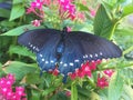 A Pipevine Swallowtail lights on a pentas flower.