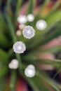 Pipewort, flower of the Eriocaulon genus