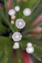 Pipewort, flower of the Eriocaulon genus