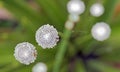 Pipewort, flower of the Eriocaulon genus