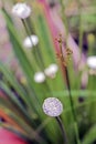 Pipewort, flower of the Eriocaulon genus