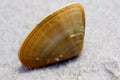 One closed up Pipi shell Royalty Free Stock Photo