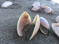 Pipi shells Royalty Free Stock Photo