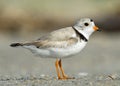 Piping Plover Royalty Free Stock Photo