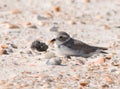 Piping Plover