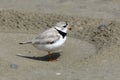 Piping Plover on Beach