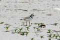 Piping Plover walking on beach