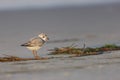 Piping Plover (Charadrius melodus) Royalty Free Stock Photo