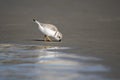 Piping Plover shorebird on the Atlantic ocean beach on Hilton Head Island, South Carolina, USA Royalty Free Stock Photo