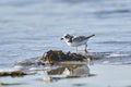 Piping Plover Charadrius melodus foraging on beach