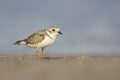 Piping Plover (Charadrius melodus)