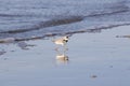 The piping plover Charadrius melodus in Galveston, Texas