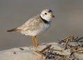 Piping Plover Charadrius melodus Royalty Free Stock Photo