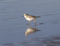The piping plover (Charadrius melodus) running on the beach