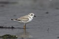 Piping plover, Charadrius melodus