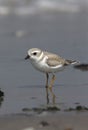 Piping plover, Charadrius melodus
