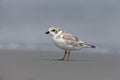 Piping plover, Charadrius melodus