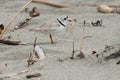 Piping Plover - Charadrius melodus