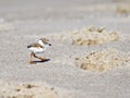 Piping Plover Chick On Beach Royalty Free Stock Photo
