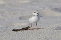 Piping Plover Chick on the Beach