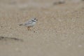 Piping Plover in the Dunes