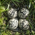 Piping Plover eggs Royalty Free Stock Photo