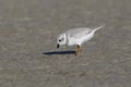 Piping Plover foraging on a mud flat - Pinellas County, Florida