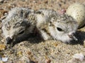 Piping plover hatchlings