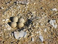 Piping Plover Nest Royalty Free Stock Photo
