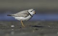 Piping Plover Royalty Free Stock Photo