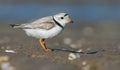 Piping Plover Royalty Free Stock Photo