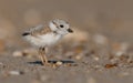 Piping Plover in New Jersey Royalty Free Stock Photo