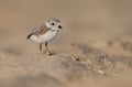 A Piping Plover in New Jersey Royalty Free Stock Photo