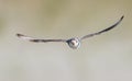 Piping Plover Royalty Free Stock Photo