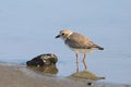 Piping Plover nonbreeding charadrius melodus