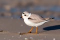 Piping Plover (North America) (Generative AI)