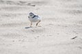 Piping plover running on sand Royalty Free Stock Photo