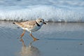 Piping Plover