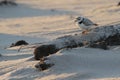 Piping Plover at Sunset