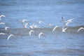 Piping Plovers in Flight Over the Ocean