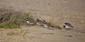 Piping Plovers on parade