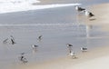 Piping plovers and seagulls on the beach