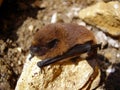 Pipistrelle Bat Royalty Free Stock Photo