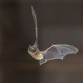 Pipistrelle bat in flight Royalty Free Stock Photo