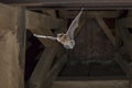 Flying pipistrelle bat in church tower Royalty Free Stock Photo