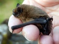 Pipistrelle Bat Royalty Free Stock Photo